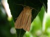 Butterflies and Moths at Rayleigh Mount (Mike Bailey) (54826 bytes)